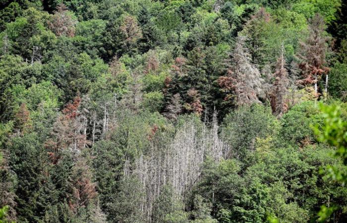 a large part of mountain and Corsican forests threatened by climate change (IUCN)