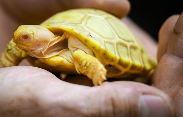 France: rare birth of an albino turtle