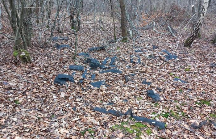 Tons of plastic pollute the forests of Yvelines