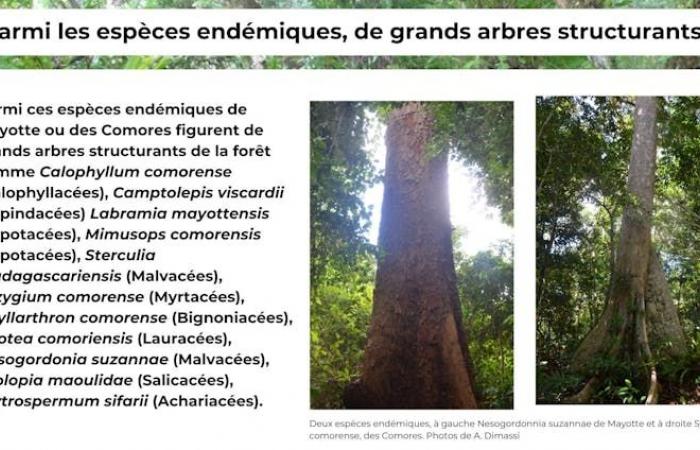 What restoration of the forests of Mayotte, a global biodiversity hotspot, after Cyclone Chido?