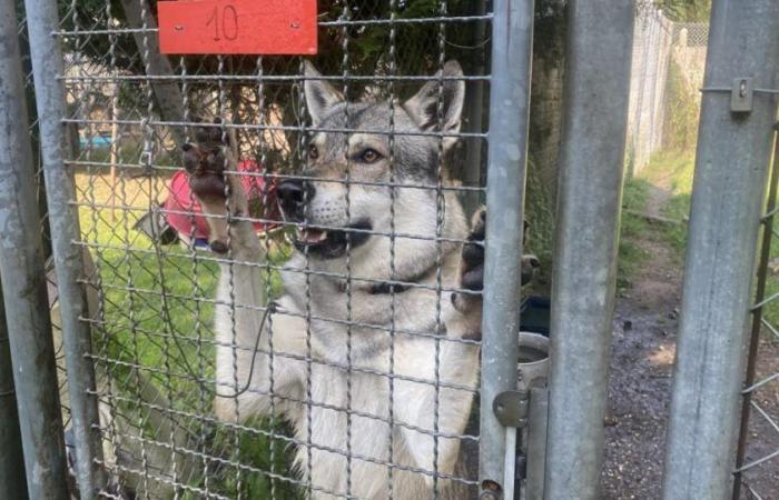 Moselle. Have wolves really been seen in the streets of Uckange?