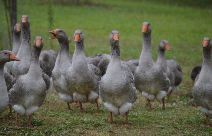 Dordogne. An outbreak of avian flu detected in Périgord