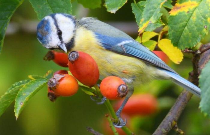 Doubs. This weekend, we count the birds to advance science!