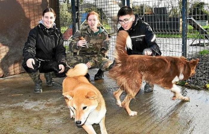 Polluting vehicles, dog boarding, attractive city: Hello Brest!