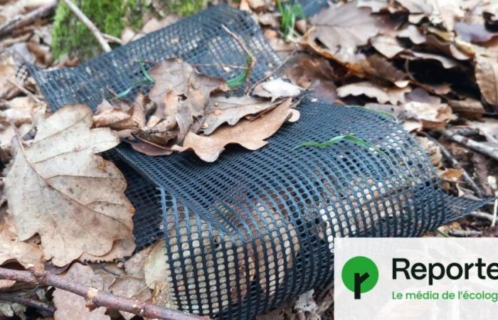 Tons of plastic pollute the forests of Yvelines