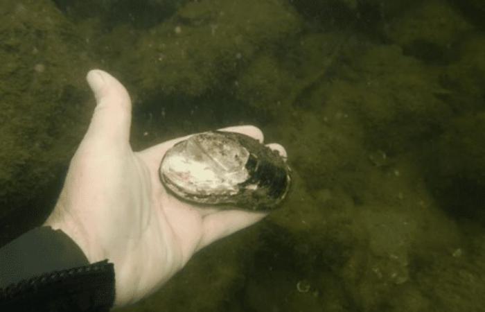 “We didn't expect to find them in Paris at all because they are threatened!”, freshwater mussels that we thought were extinct, identified in the Seine