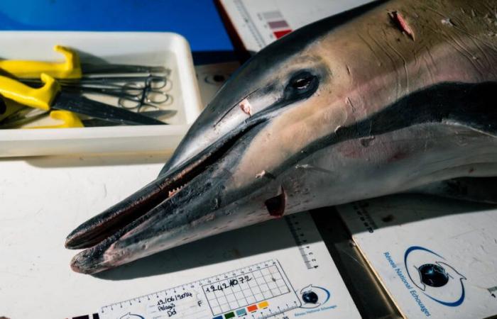 In La Rochelle, scientists are looking for the culprits of the massacre in the flesh of dolphins – Libération