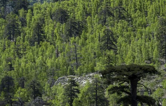 A large part of mountain forests in France are threatened by climate change, according to a study