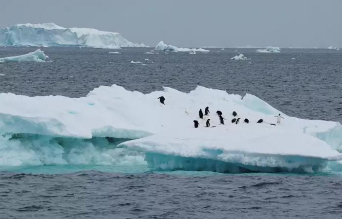 Where will the world’s largest iceberg end up?