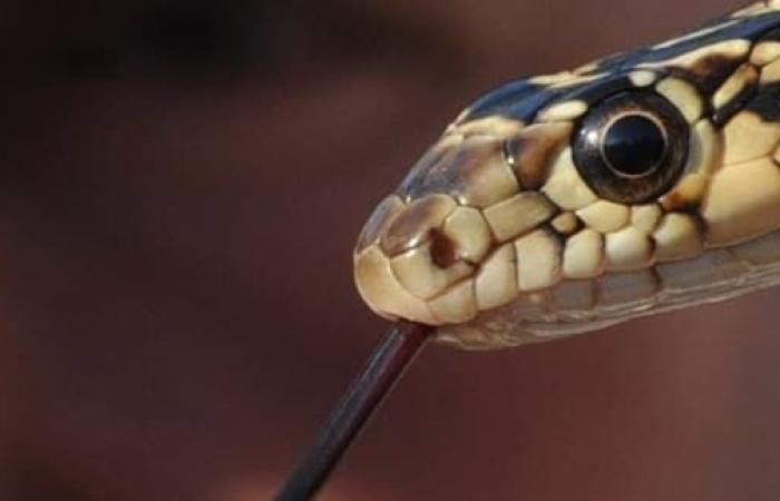 A snake captured after being found in the preserved department of an Auchan