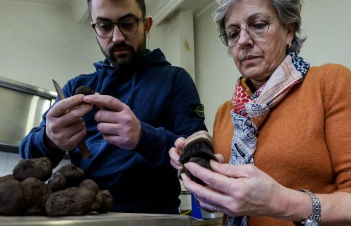 Vaucluse. “The black truffle is an enigma”: a half-fig half-grape season