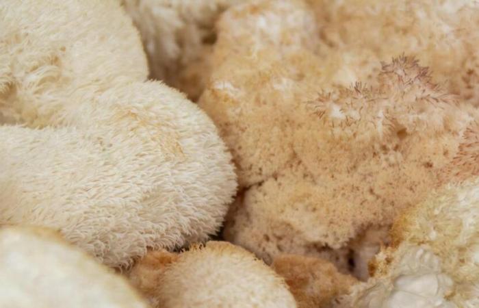 Treating yourself with mushroom-based supplements: caution – rts.ch