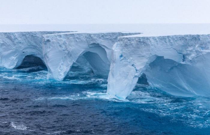 An iceberg xxl straight on an island, threatening penguins and sea lions