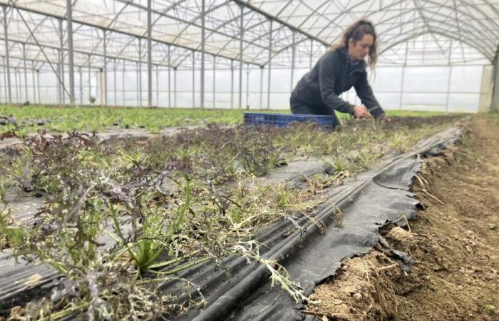 In Indre-et-Loire, a mite threatens market gardening