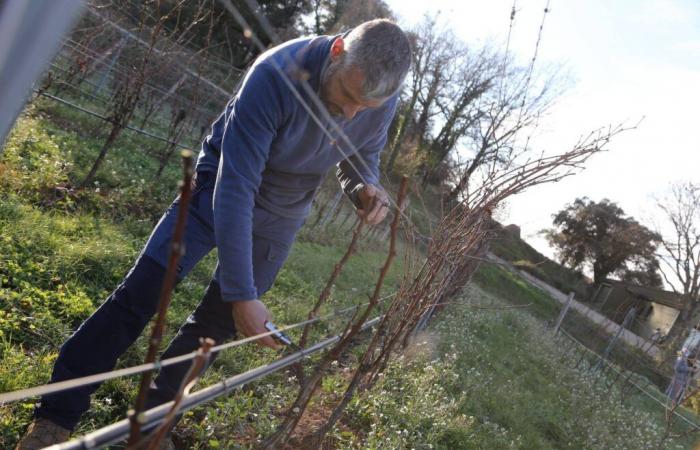 Yesterday’s varieties make tomorrow’s crops: in the Var, these experts set out on the trail of ancient and forgotten plant species