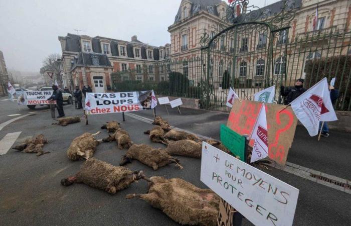 About fifty sheep killed in Haute-Marne