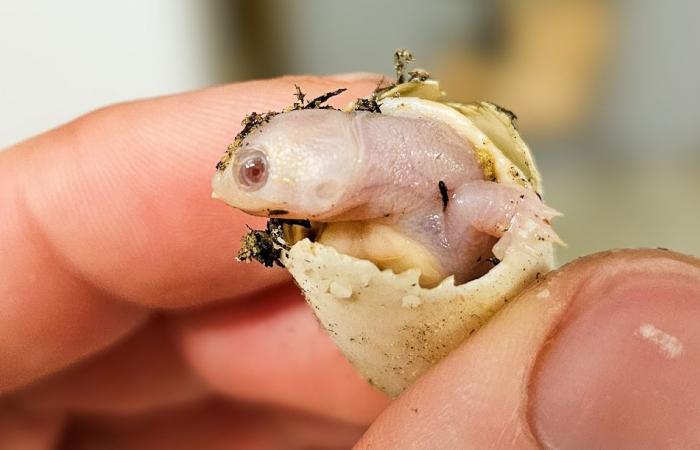 “A extremely rare event! »… An albino turtle is born in Drôme