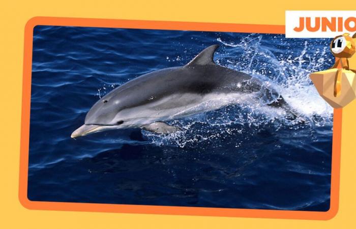 Friday junior newspaper – A truce for Atlantic dolphins – Watch the full program – Arte.tv