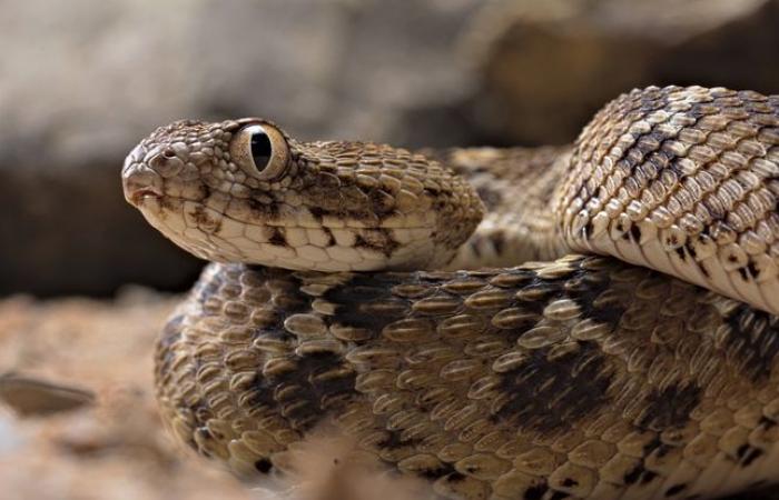 A snake captured in the preserved department of a supermarket