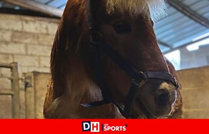 A pony recovered in a poor condition in La Louvière: “He is in very great pain…”