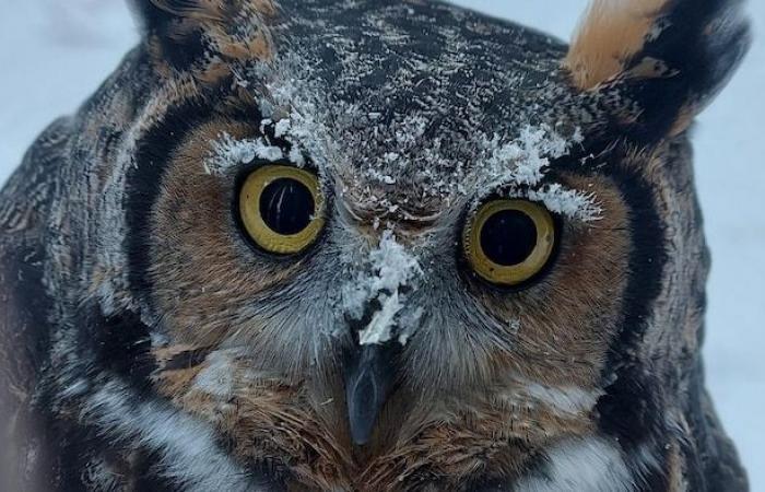 The Côte-Nord polar vortex in photos