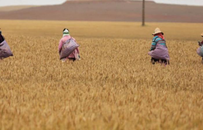 Food sovereignty: Morocco in decline?