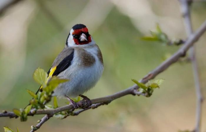 Gers residents invited to count birds in the garden this weekend