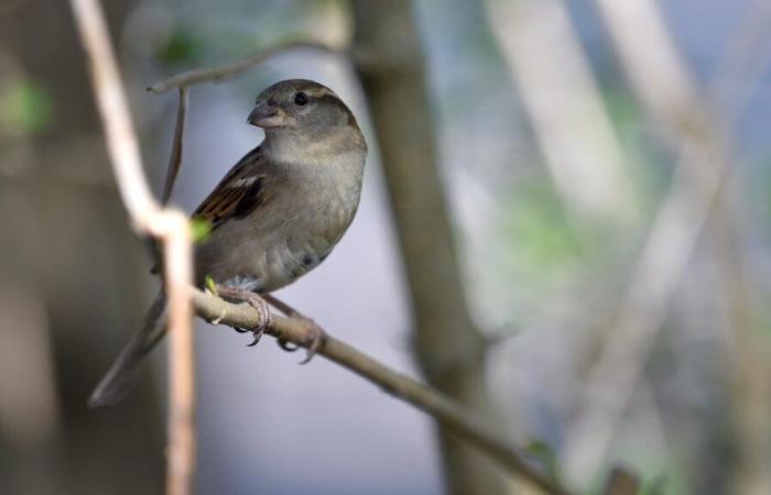 How to participate in the counting of birds organized this weekend in France