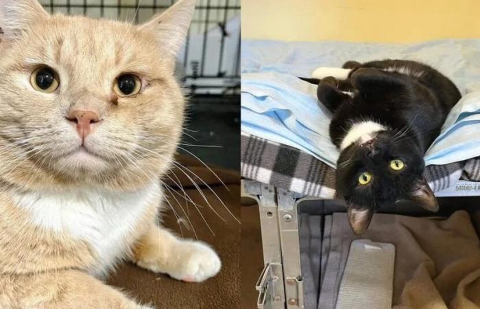 Faced with the evidence of a friendship between two cats, an adopter makes the decision to never separate them again