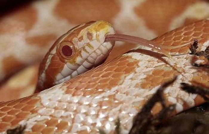 A snake was hidden in the department preserved from this Auchan supermarket