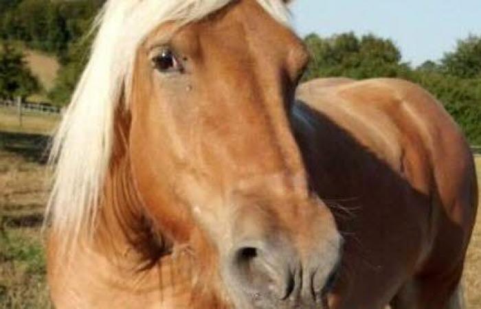 Jura. After Roxanne, a new Comtoise mare mysteriously disappears – Progress