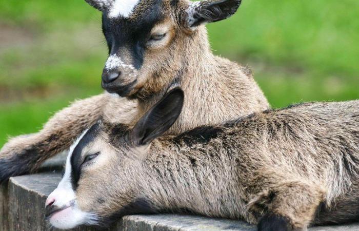 Two dwarf goats killed by four dogs in Aveyron, their owner asks that of dogs to make themselves known