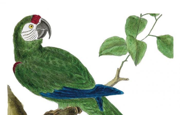 An ornithological treatise is sumptuously reproduced