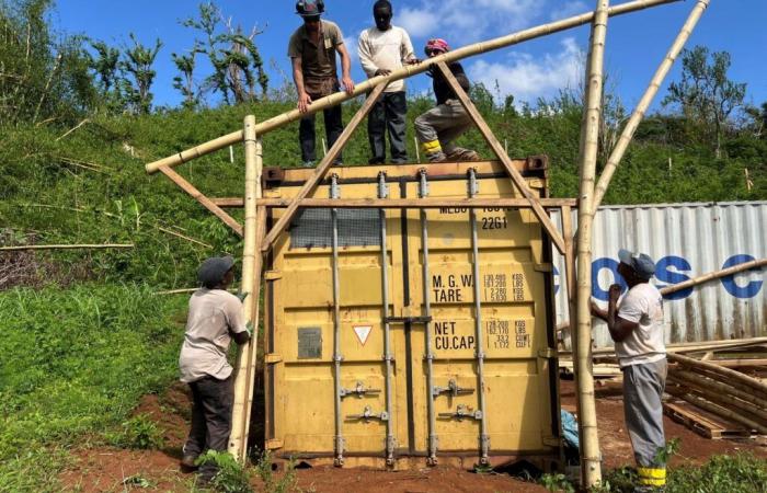 The challenge of bamboo reconstruction