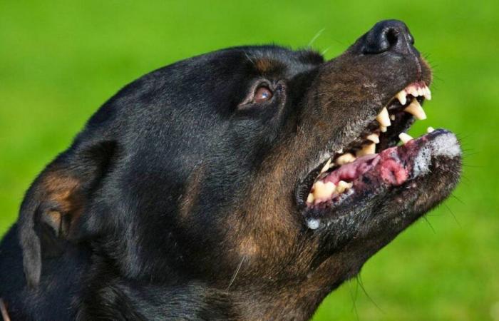 A small child seriously injured by a rottweiler