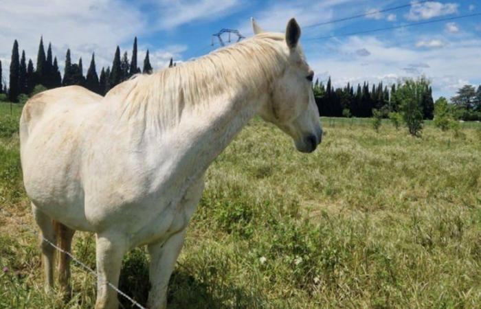 A horse stolen in a meadow from a private individual in the Gard: “We are afraid that it is for meat trafficking”