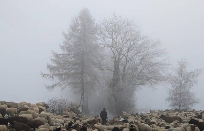 On the way with a Friborg transhumance shepherd, crossing winter accompanied by its 700 sheep