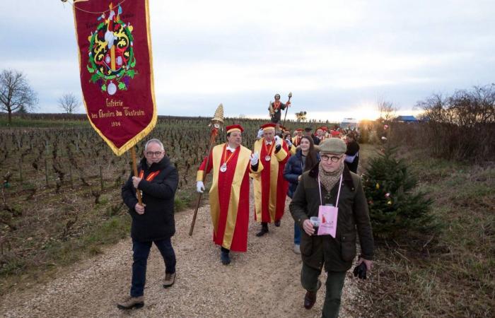 Burgundy: the Saint-Vincent rotating 2025, “much more than a folk event, a moment of sharing”