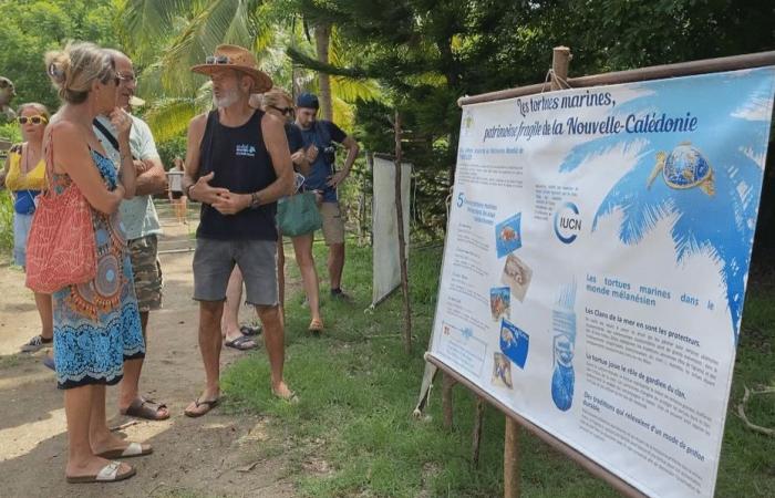 Video. In Bourail, the tortoise party reminds us how not to endanger threatened animals