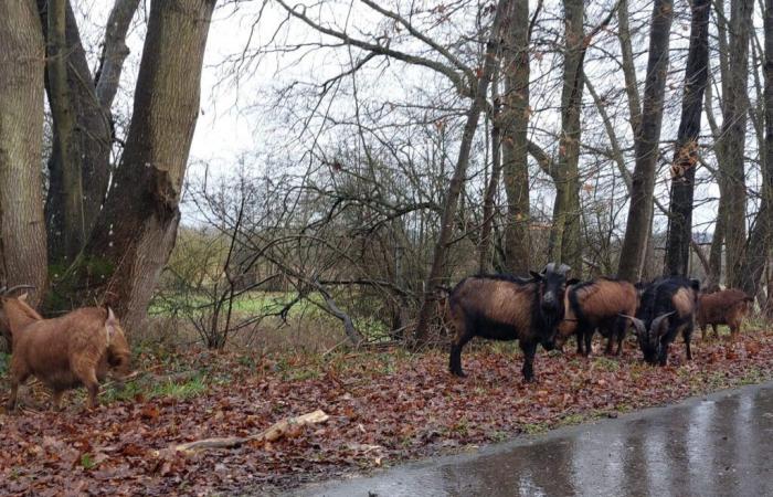 Having become the mascots of this village of the Oise, are abandoned goats on the start?