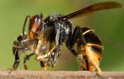 Asian hornets: 531 females captured in Haute-Savoie