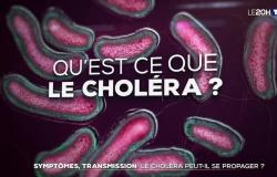 Symptoms, transmission: can cholera spread? – 8 p.m. news