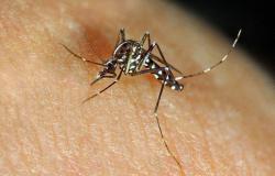 Grenoble. The tiger mosquito everywhere in Isère: 238 colonized municipalities