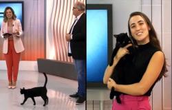 This cat shows up on the live television set and steals the show