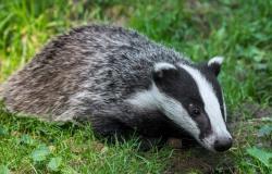 An association opposes the practice of badger hunting in Loire-Atlantique and Mayenne