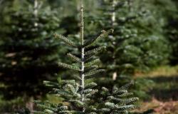 fire at a Christmas tree producer, the favored criminal trail