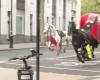 On the run in London: two of the horses are in “serious condition”