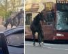 British army horses on the run in the center of London, 4 people injured, two of the horses in serious condition
