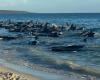 Dozens of dolphins wash up on Australian beach