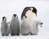 Melting sea ice is fatal to emperor penguins